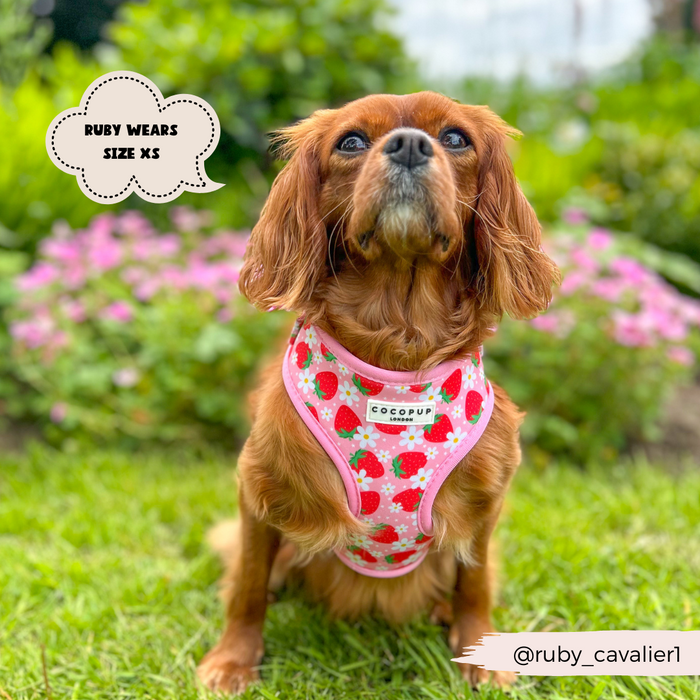 A reddish-brown dog sits on a grassy lawn with pink flowers in the background. The dog is wearing an adjustable neck harness from the Pupberry Fields Adjustable Neck Harness, Lead & Collar Bundle by Cocopup London, featuring a strawberry pattern. A cloud-shaped text bubble reads, "Ruby wears size XS." The handle "@ruby_cavalier1" is displayed at the bottom right.