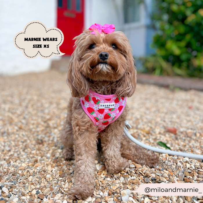 A small brown dog with curly fur sits on a gravel path, donning a charming pink harness featuring strawberry prints and a cute pink bow on its head. A text bubble reads, "Marnie wears size XS from Cocopup London's Pupberry Fields Adjustable Neck Harness, Lead & Collar Bundle." The handle "@miloandmarnie_" is at the bottom right. A red door is visible in the background.