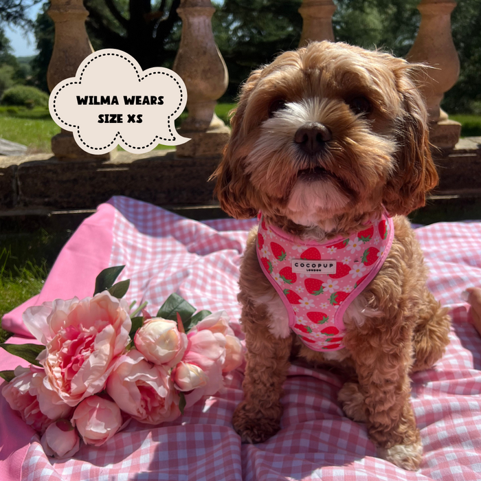 A small, curly-haired dog sits on a pink and white checkered blanket in a garden, wearing the Pupberry Fields Adjustable Neck Harness by Cocopup London, which features strawberries on it. The neoprene material ensures comfort for dog walks. Next to the dog is a bouquet of pink flowers. A text bubble reads, "Wilma wears size XS.