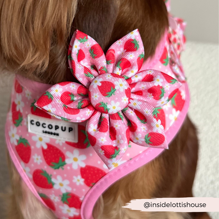 Dog wearing a pink harness with strawberry print and a Cocopup London Pupberry Fields floral collar attachment.