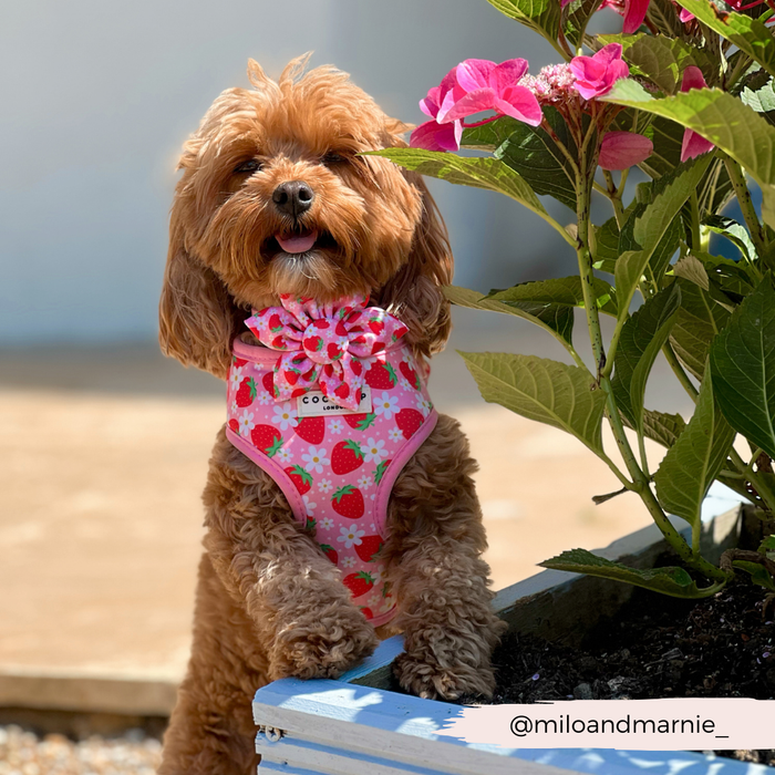 Golden cockapoo wearing a pink floral Cocopup London collar flower, sitting beside pink hydrangeas outdoors.