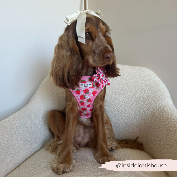 Brown dog in a Cocopup London Pupberry Fields floral collar flower and pink harness sits on a cream chair.