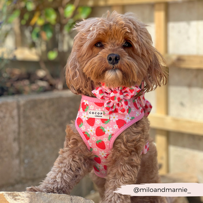 Small brown dog wearing a Cocopup London Pupberry Fields floral collar outdoors.