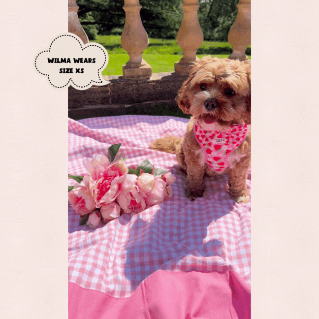 Small fluffy dog wearing a pink Cocopup London Pupberry Fields Sailor Bow Tie, size XS, sitting on a blanket.