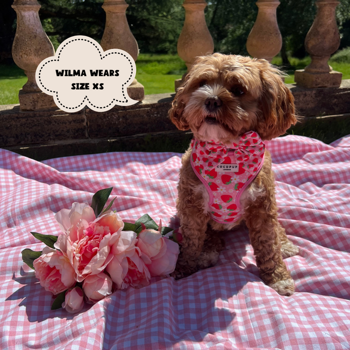 Small brown dog wearing a Cocopup London Pupberry Fields Sailor Bow Tie on a pink checkered blanket with flowers outdoors.