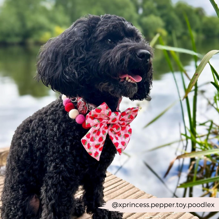 Black toy poodle wears a beige plaid Cocopup London Sailor Bow Tie, sitting outdoors by a lake with reeds in the background.