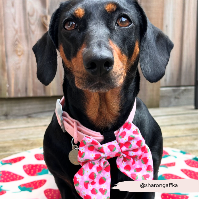 Black and tan dachshund in a Cocopup London Pupberry Fields patterned sailor bow tie, on a strawberry-shaped mat.