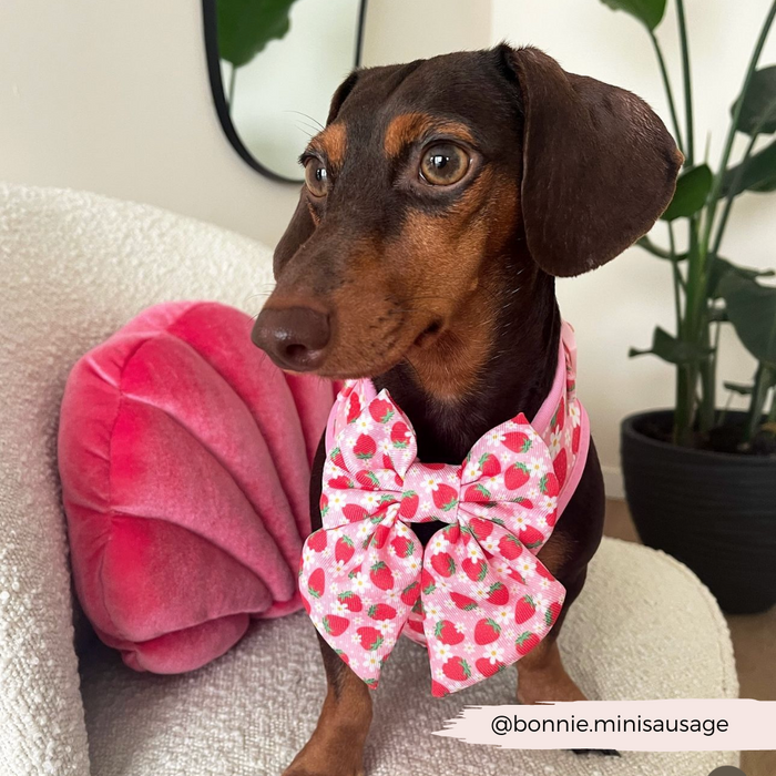 Dachshund in a pink floral sailor bow tie sits on a white chair beside a pink cushion.