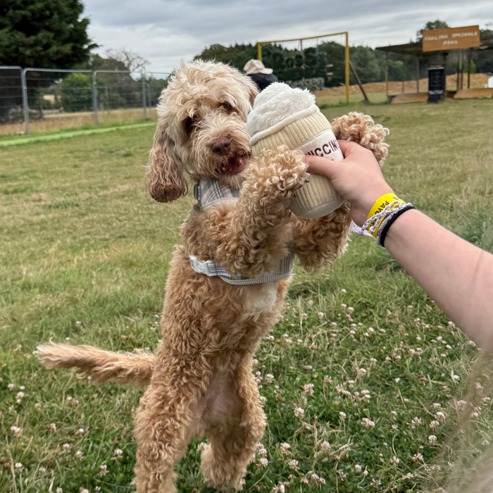 Curly-haired dog on hind legs in park reaching for a plush Cocopup London Puppuccino dog toy.