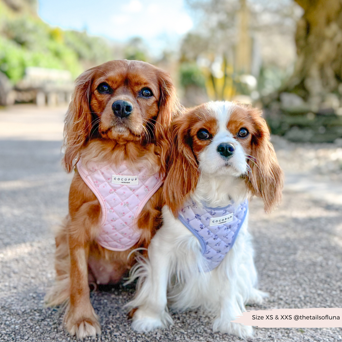 Two Cavaliers outdoors wear Cocopup London pink quilted floral harnesses with matching leads.