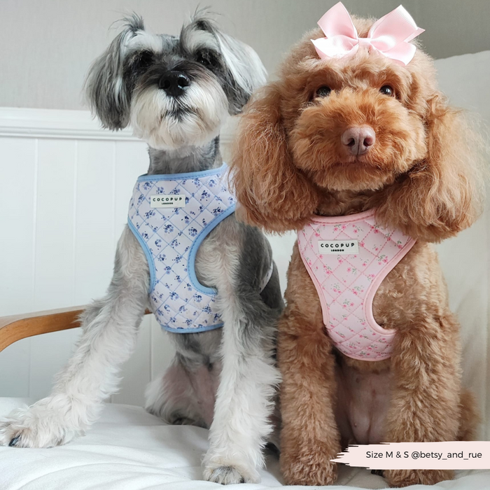 Two small dogs sit side by side; one wears a pink floral quilted harness, the other a plain blue harness.