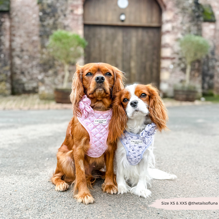 Two Cavalier King Charles Spaniels in harnesses wear pink Cocopup London quilted collars with a ditzy floral pattern.