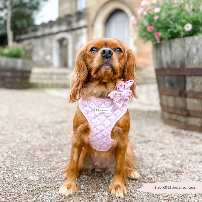 Small brown dog in a pink floral quilted harness sits on gravel next to a stone building.
