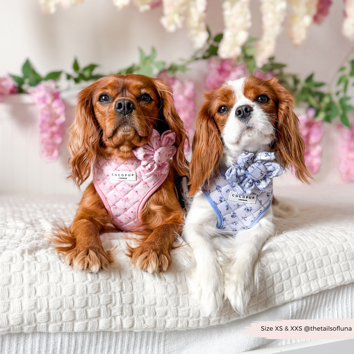 Two Cavalier King Charles Spaniels on a white blanket wearing pink floral quilted collars with flower accents.