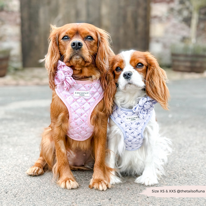 Two Cavalier King Charles Spaniels sitting outdoors wearing pink quilted floral collar flowers from Cocopup London.