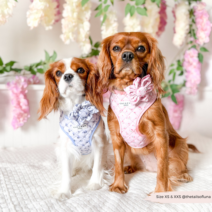 Two Cavalier King Charles Spaniels in pink floral Cocopup London harnesses with quilted collars and flower accents.