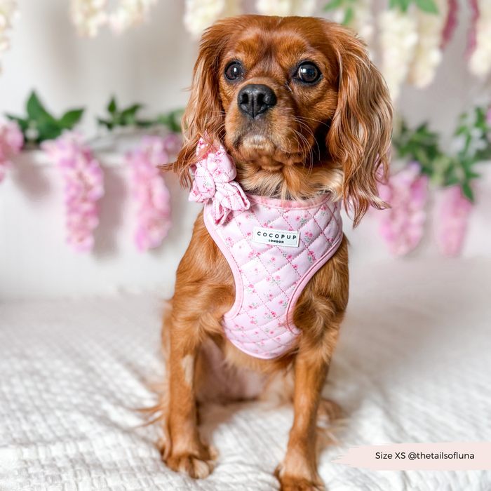 Cavalier King Charles Spaniel in a pink floral quilted collar flower by Cocopup London, surrounded by pink flowers.