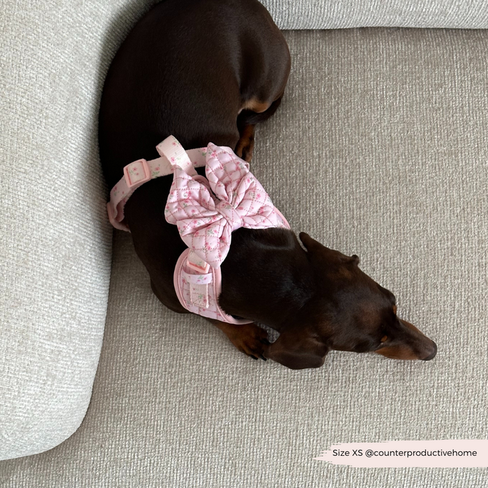 Brown dachshund lounging on a couch, wearing a pink quilted harness and ditsy floral pink bow tie.