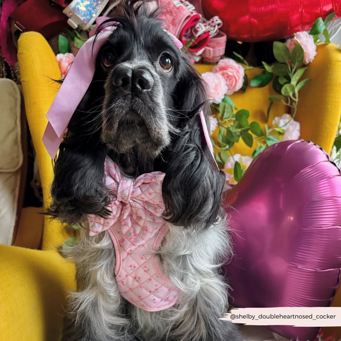 Cocker spaniel wearing a pink floral quilted sailor bow tie by Cocopup London, sitting beside a heart balloon.
