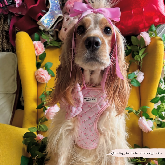 Cocker spaniel wearing a pink floral quilted sailor bow tie sits on a yellow chair with colorful cushions.
