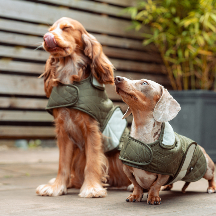 Two dogs outside wearing khaki quilted Cocopup London dog coats; one licks its nose while the other looks up.