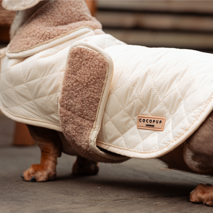 Dachshund wearing a creamy chai quilted dog coat with tan teddy fleece lining and collar.