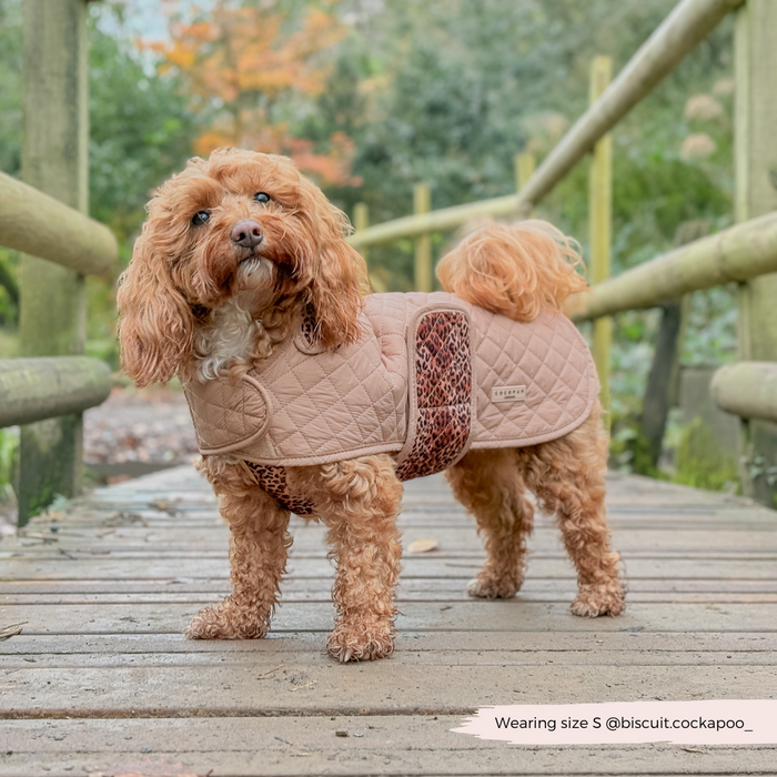 Curly-haired dog wears a Cocopup London leopard print quilted coat, standing on a wooden bridge with autumn trees in back.