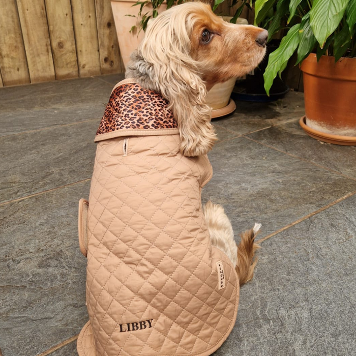 Light brown dog in a leopard print quilted dog coat sits on a stone floor next to potted plants.
