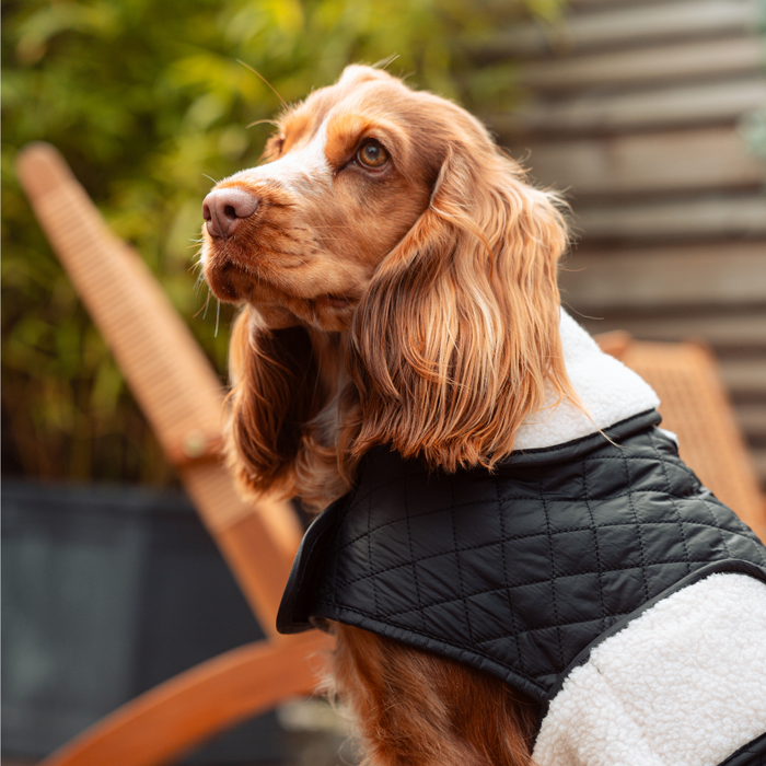 Brown and white dog wearing a black quilted Cocopup London dog coat sits outdoors, looking to the side.