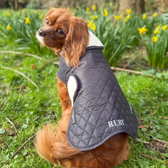 Small brown dog wearing a black quilted Cocopup London dog coat, sitting on green grass beside yellow daffodils.