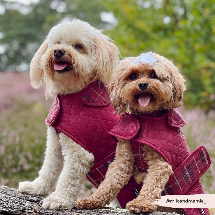 Two small dogs in mulberry plaid Cocopup London quilted coats sit together on a log outdoors.