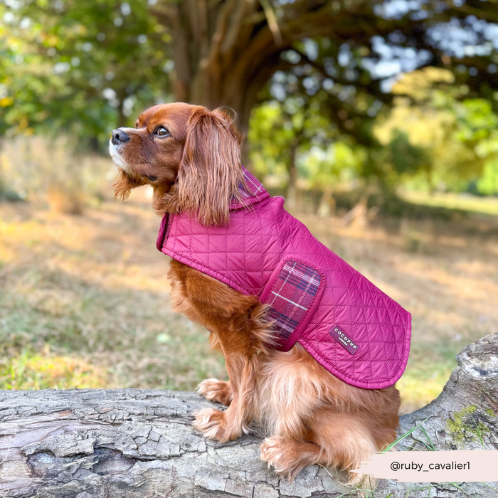 Brown Cavalier King Charles Spaniel wearing a mulberry plaid quilted dog coat in a sunlit forest.