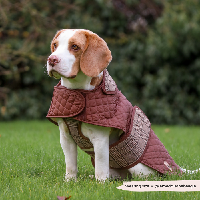 Beagle on grass wearing a Cocopup London quilted dog coat with a brown and cream plaid pattern.