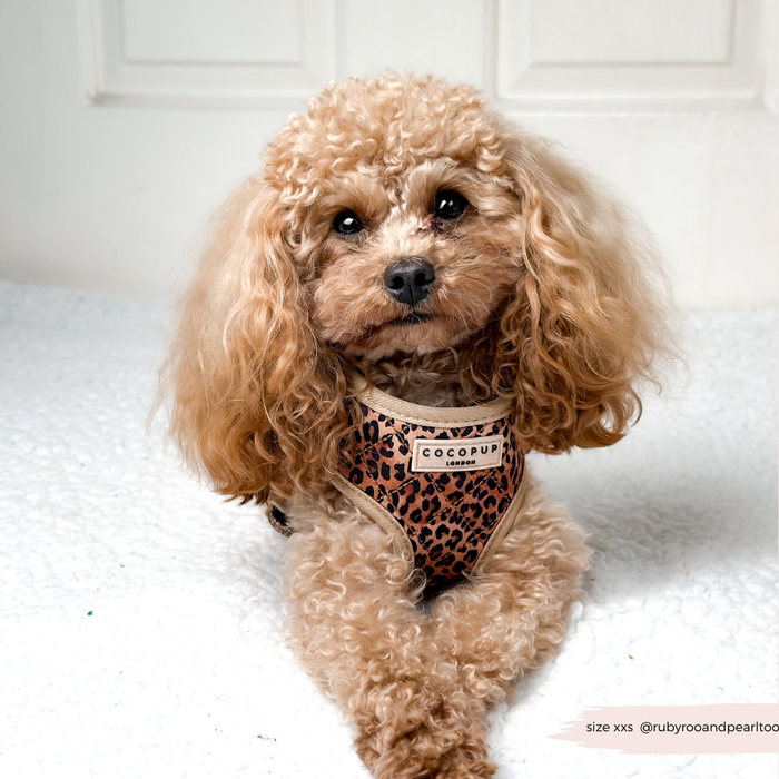 Small dog wears a quilted leopard print harness, sitting on a white textured surface near a door.