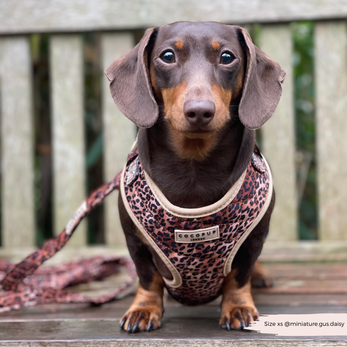 Brown dachshund wearing a leopard print harness with matching quilted leash sits on a bench.