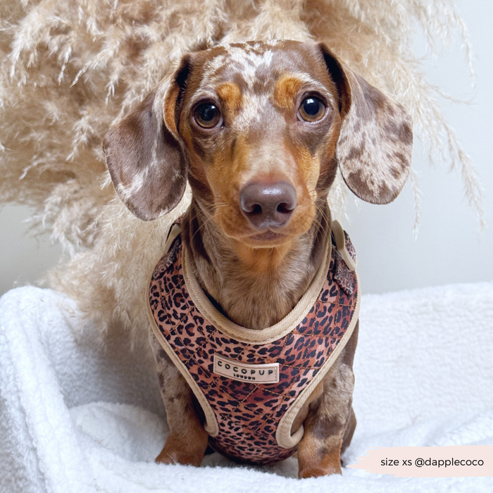 Dachshund in a quilted leopard print harness sits on a white blanket next to pampas grass.