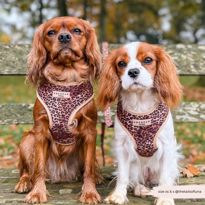 Two Cavalier King Charles Spaniels wear quilted leopard print Cocopup London harnesses while sitting on a park bench.