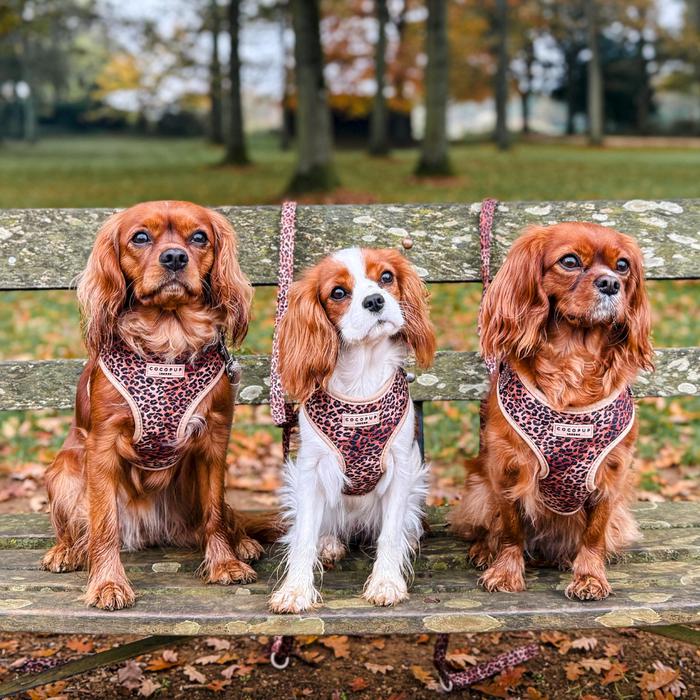 Three Cavalier King Charles Spaniels wear Cocopup quilted leopard print harnesses while sitting on a park bench.