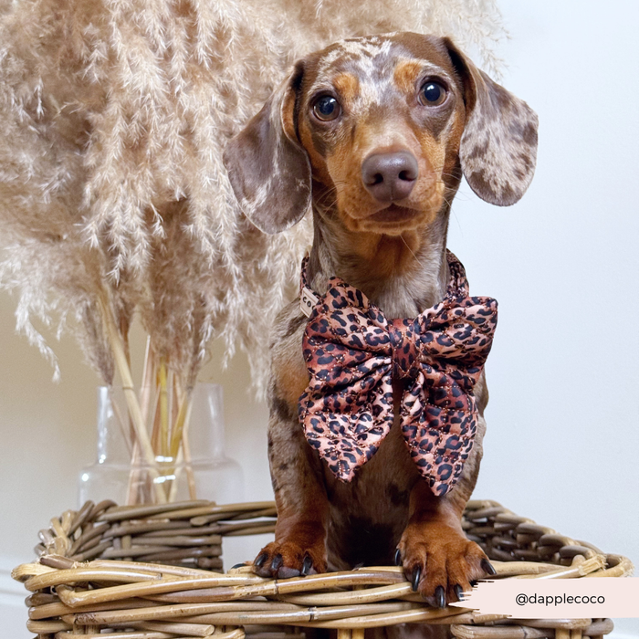 Dachshund in a wicker basket wears a quilted leopard-print bow tie beside beige pampas grass.