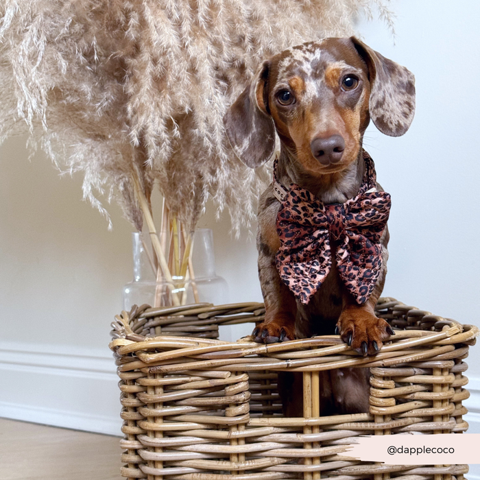 Dapple dachshund wearing a quilted leopard print bow tie sits in a wicker basket with pampas grass.