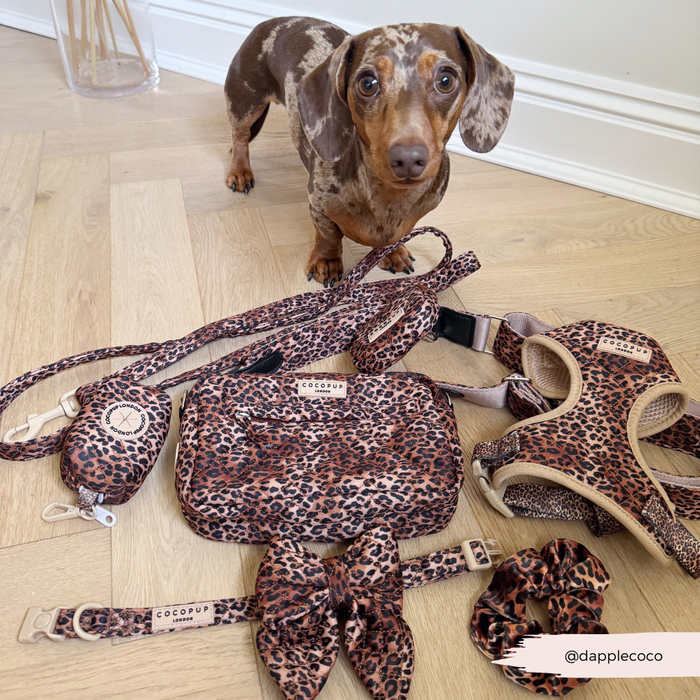 Brown dachshund beside a quilted leopard-print Cocopup London bag strap on a wooden floor.