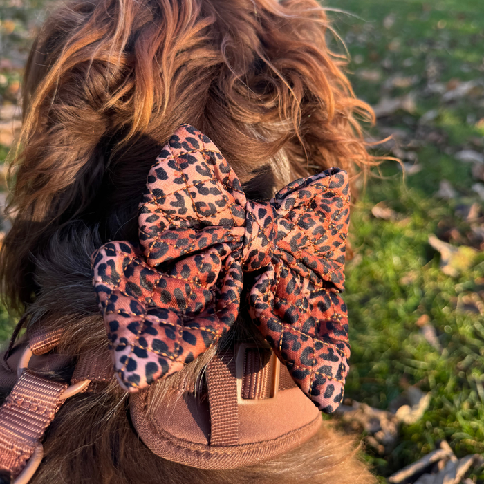 Brown dog wearing a quilted leopard print Cocopup London sailor bow tie sits on grass with scattered leaves.