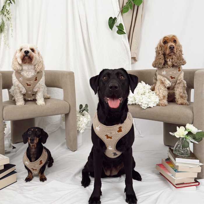 Four dogs lounging in mocha teddy Cocopup London harnesses with books and white flowers nearby.
