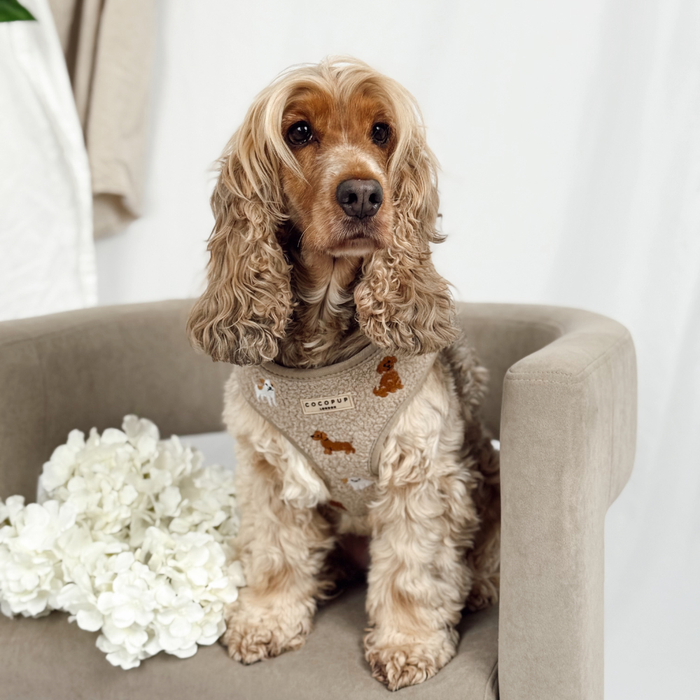 Cocker spaniel in a mocha teddy Cocopup London harness sits on a gray chair near white flowers.
