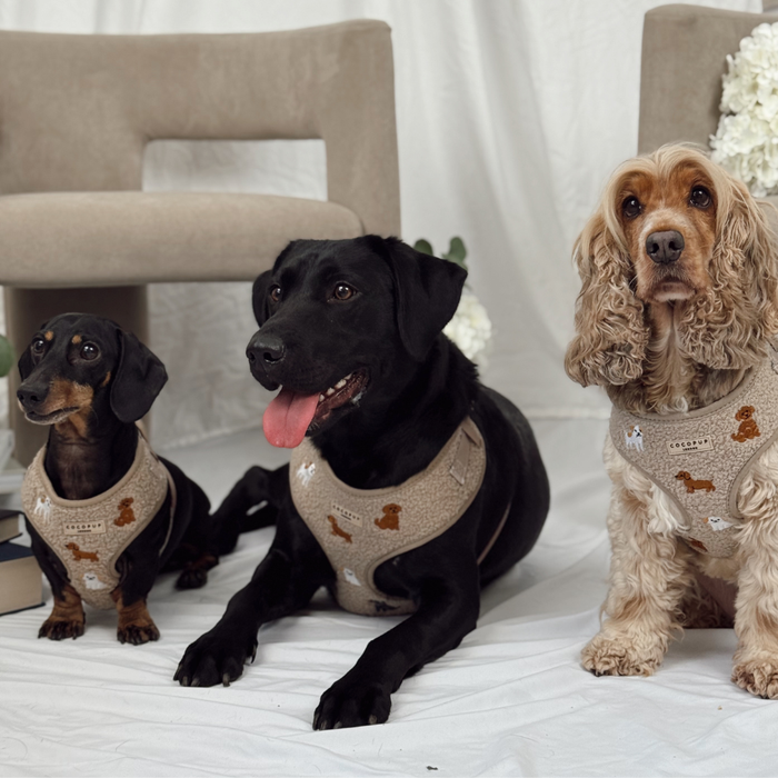 Three dogs in mocha teddy fabric adjustable harnesses by Cocopup London, shown against a white background.
