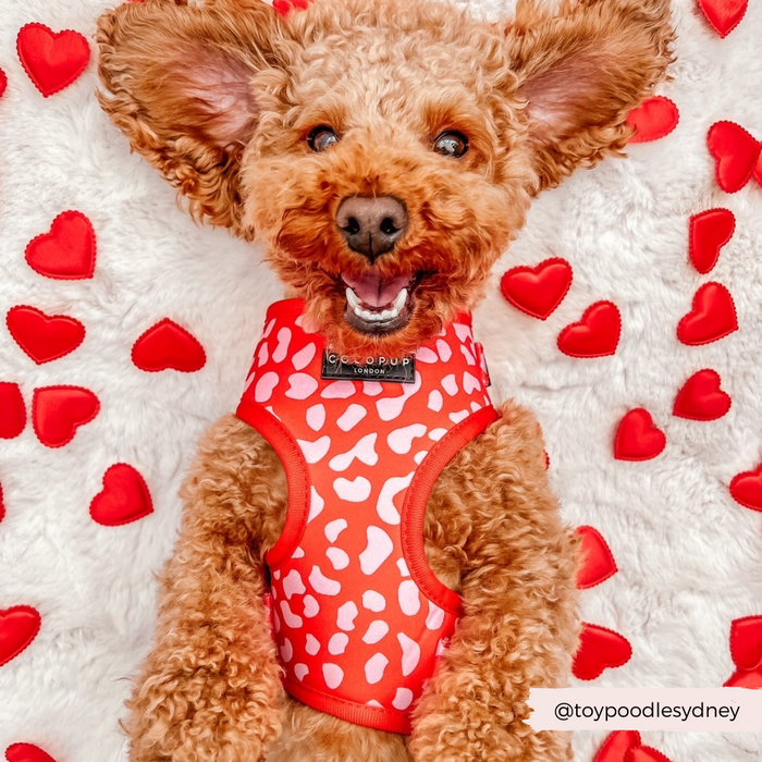 A happy, curly-haired dog wearing a Cocopup London Red & Pink Leopard Adjustable Neck Harness lays on a white fur blanket surrounded by small red heart shapes. The dog's mouth is open in a playful smile. The Instagram handle @toypoodlesydney is in the bottom right corner.