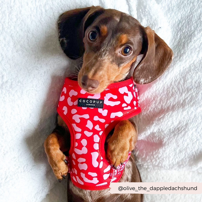 A cute dachshund wearing a Red & Pink Leopard Adjustable Neck Harness with white spots lies on its back on a soft white blanket. The harness, an adorable dog walk accessory from Cocopup London, features a label with the brand name. Text at the bottom shows the Instagram handle @olive_the_dappledachshund.