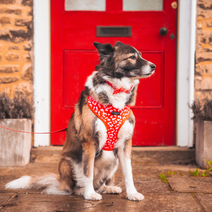 A brown and white dog sits on a stone doorstep in front of a bright red door, wearing a Red & Pink Leopard Adjustable Neck Harness from Cocopup London. With the dog's gaze directed to the side, the home is further enhanced by its brick exterior and two large planters flanking the doorway, creating an inviting scene for any passerby.