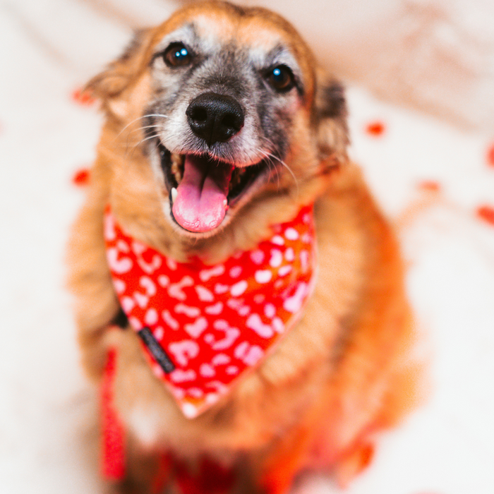 A happy dog with tan fur sits and looks at the camera, mouth open as if smiling. The dog is wearing a Red & Pink Leopard Bandana from Cocopup London, and the background is slightly blurred with red and pink accents.