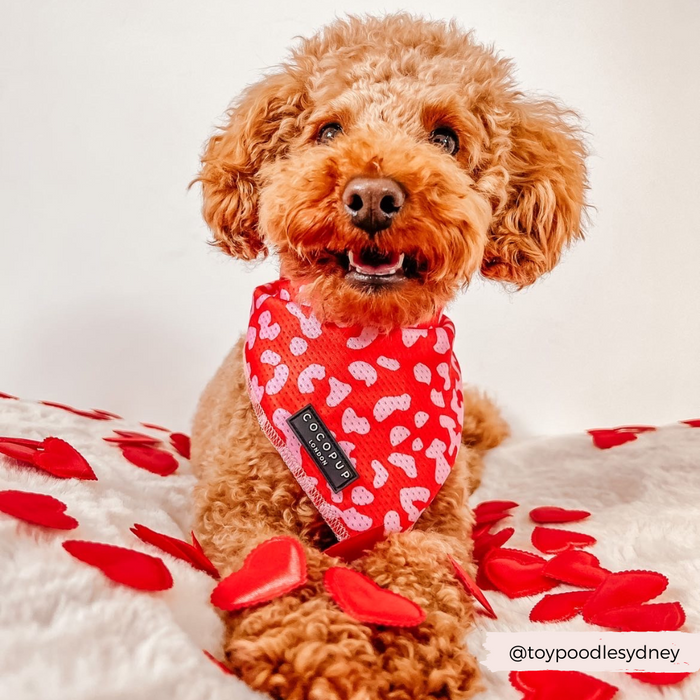 A fluffy brown toy poodle wearing a Cocopup London Red & Pink Leopard Bandana sits on a plush surface adorned with scattered red heart decorations. The image has a clean, white background. Matching products from the Cocopup range can be found at Instagram handle @toypoodlesydney noted at the bottom right corner.